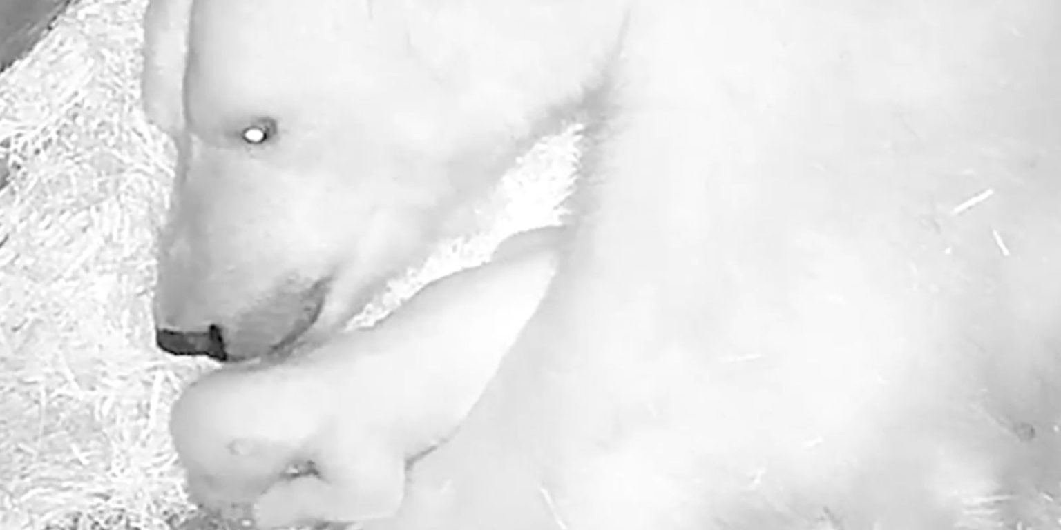 Aquário de São Paulo anuncia nascimento de seu primeiro urso-polar aquario-de-sao-paulo-anuncia-nascimento-de-seu-primeiro-urso-polar