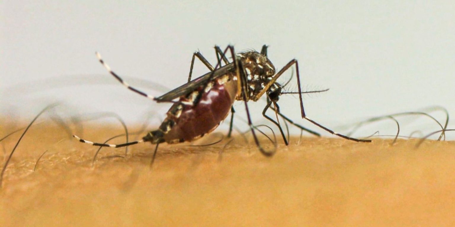 São Paulo decreta emergência em saúde pública por causa da dengue sao-paulo-decreta-emergencia-em-saude-publica-por-causa-da-dengue