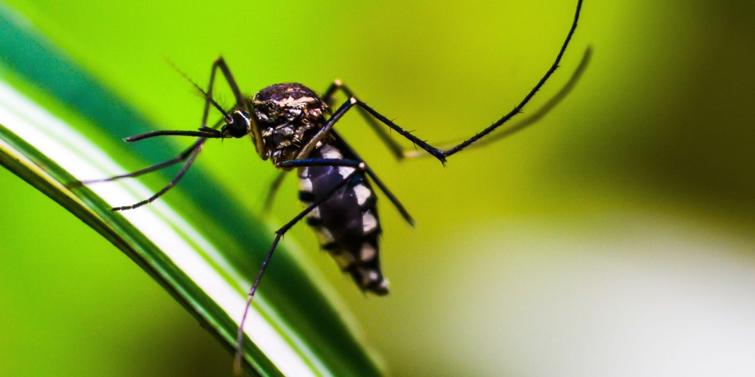 ministerio-da-saude-quer-incorporar-vacina-contra-chikungunya-ao-sus