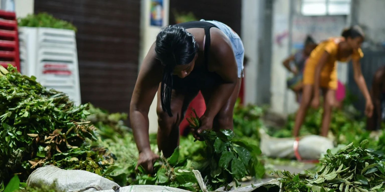 documentario-“jornada-das-folhas”-estreia-em-salvador 