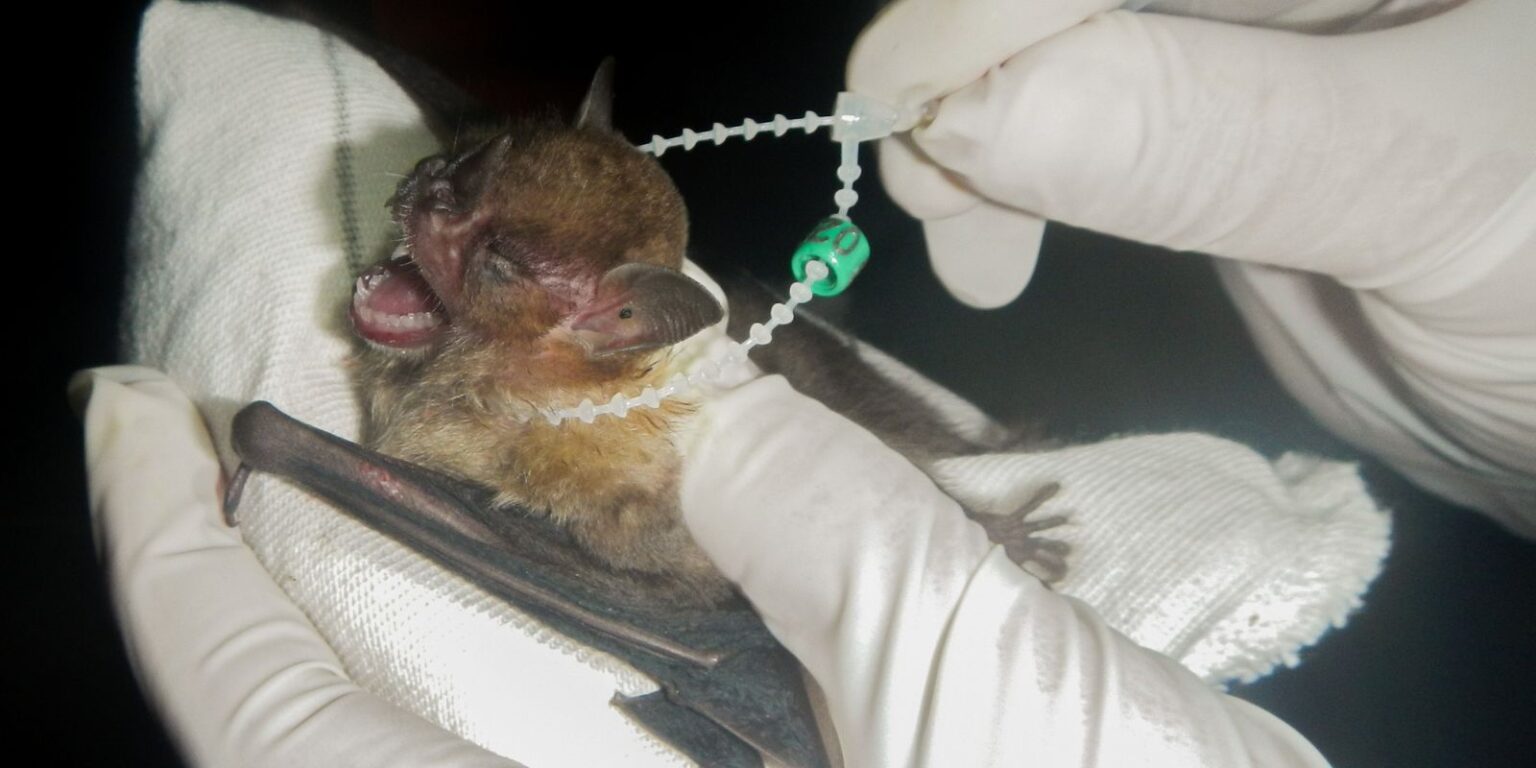 df-tem-dois-casos-de-raiva-em-morcegos-e-saude-intensifica-cuidados