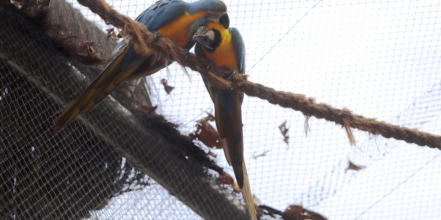 Morte de mais quatro aves fecha ao público zoológico do Rio morte-de-mais-quatro-aves-fecha-ao-publico-zoologico-do-rio