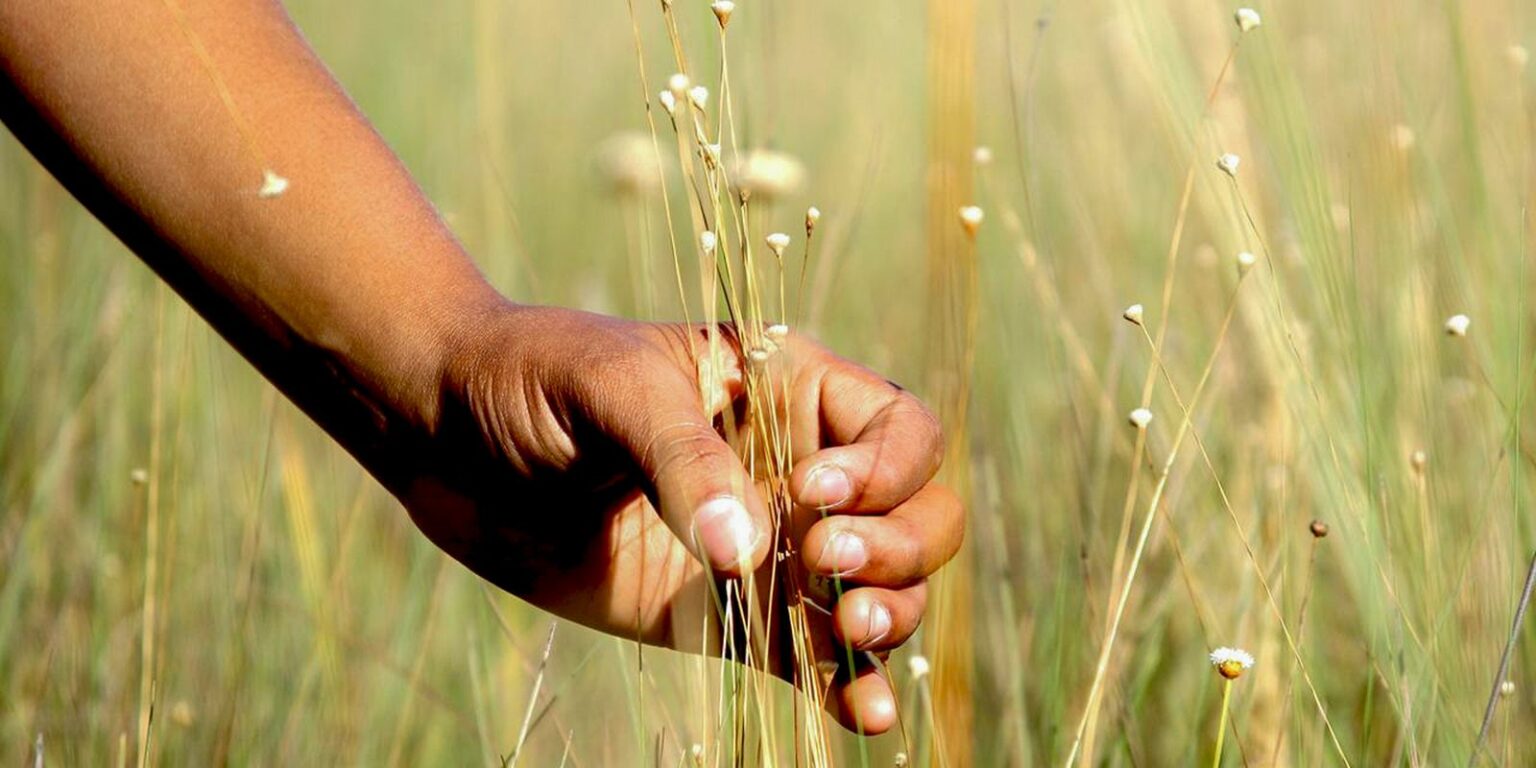 povoado-mumbuca-realiza-festa-da-colheita,-que-promove-o-capim-dourado