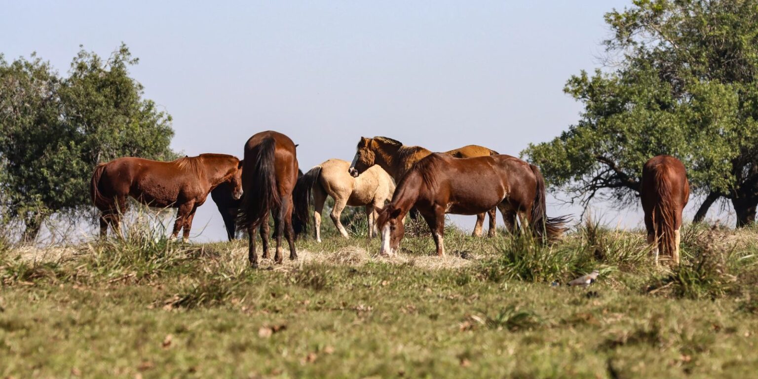 tres-pessoas-tiveram-encefalite-equina-venezuelana-no-am,-diz-fiocruz