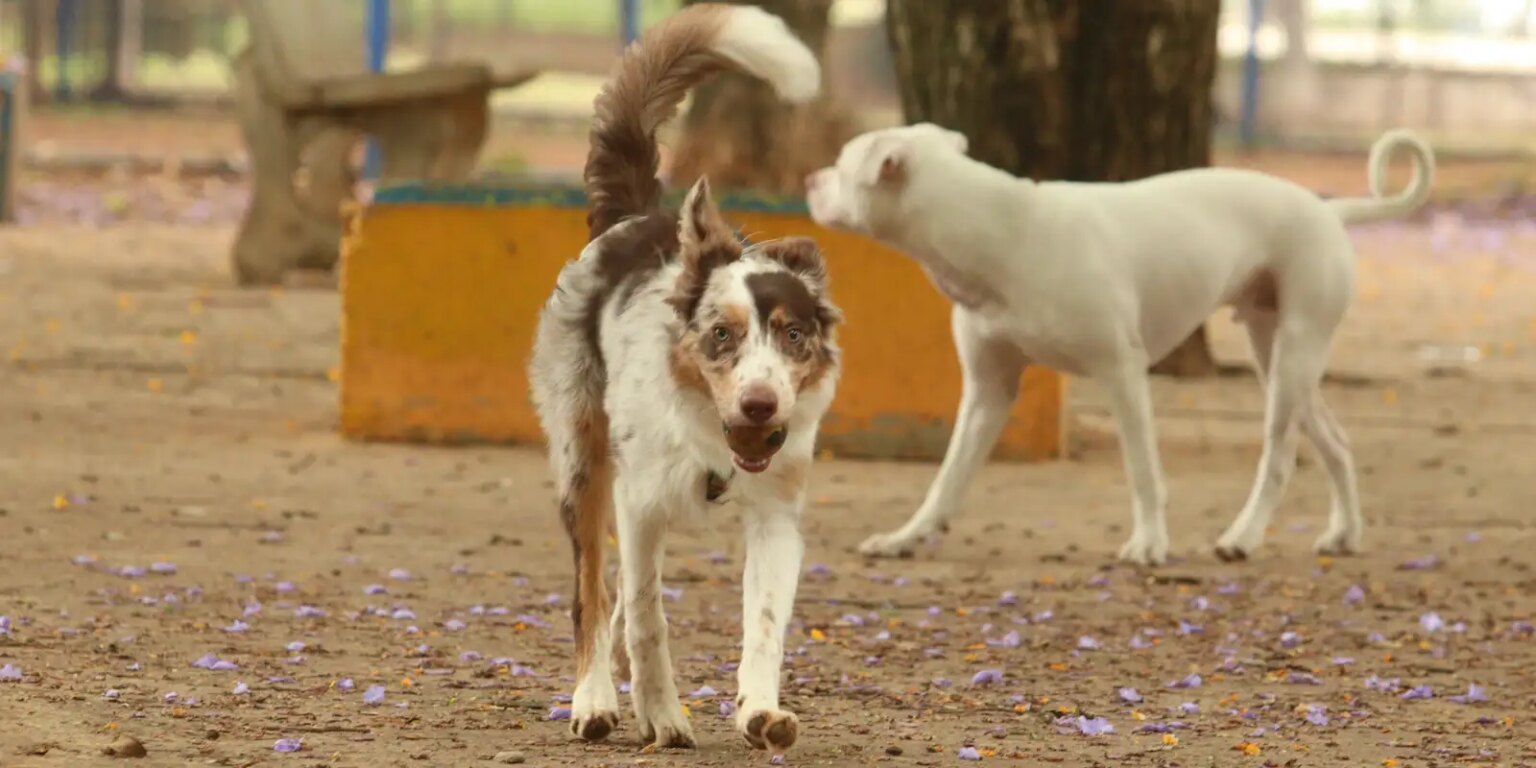 Mais de 300 pets estarão disponíveis para adoção em evento em SP mais-de-300-pets-estarao-disponiveis-para-adocao-em-evento-em-sp