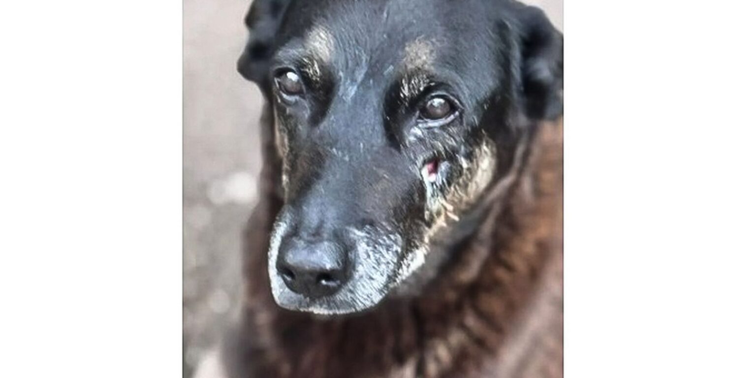 Polícia quer apreender passaporte de envolvido na morte do cão Orelha policia-quer-apreender-passaporte-de-envolvido-na-morte-do-cao-orelha