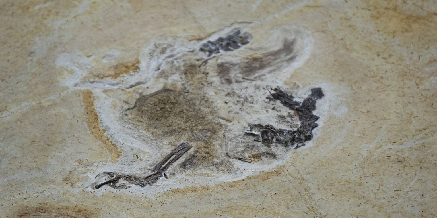 fosseis-retirados-da-bacia-do-araripe-voltam-ao-brasil-30-anos-depois