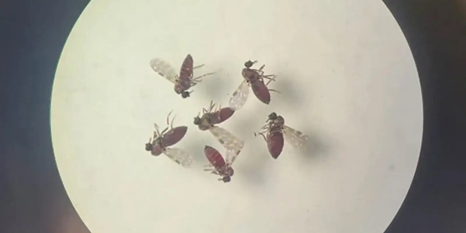 subnotificados,-casos-de-oropouche-atingem-2%-da-populacao-brasileira